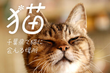 【ネコ】千葉県で猫に会える場所【10選】