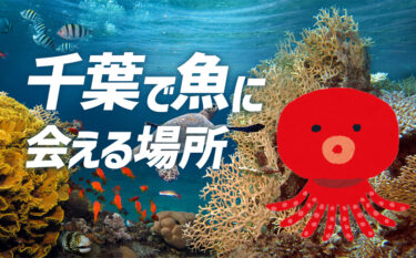 水族館に巨大水槽！！千葉県で魚に会える場所【8選】