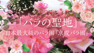 「バラの聖地」日本最大級のバラ園「京成バラ園」。家族連れからカップル、女子旅に。インスタ映えスポット！