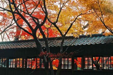 【映えスポット】桜に紫陽花から紅葉、四季折々楽しめるスポット 「あじさい寺」としても有名な本土寺