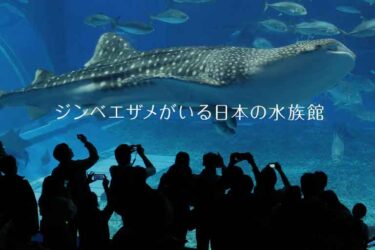 【7選】優雅な巨体が特徴的！！ジンベエザメがいる日本の水族館【2023年最新版】