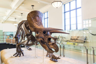 【20選】日本の博物館で蘇る恐竜の世界！！恐竜の化石が見れる日本の博物館【2024年最新版】